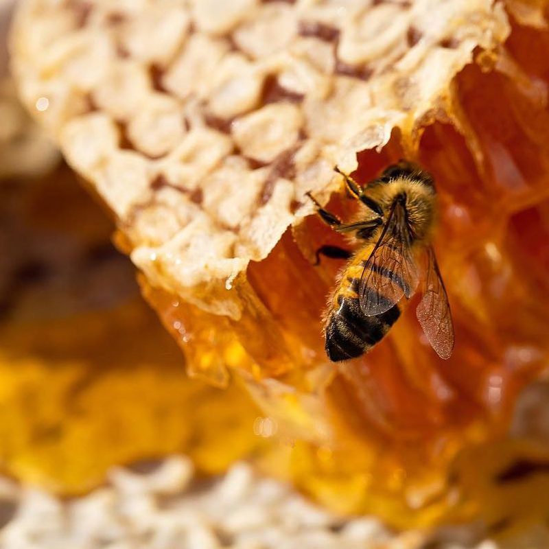 Extreme close-up macro portrait of a bee — the source of bee venom